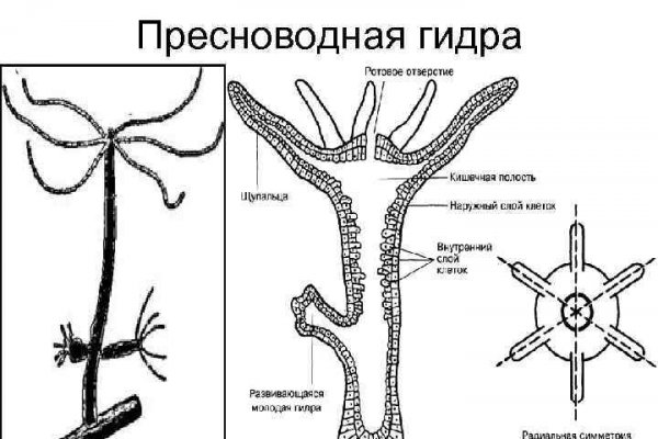 Гидра кракен